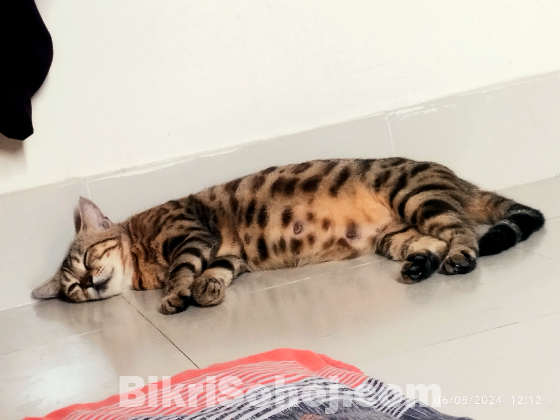 Original Bengal Cat 2 month pregnant